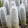cleisocactus_strausii
